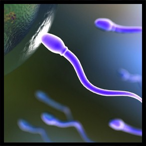 ¿Cuánto viven los espermatozoides después de la eyaculación? 