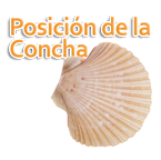 Posición de la concha