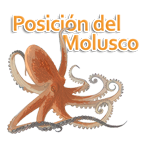 Posición del molusco